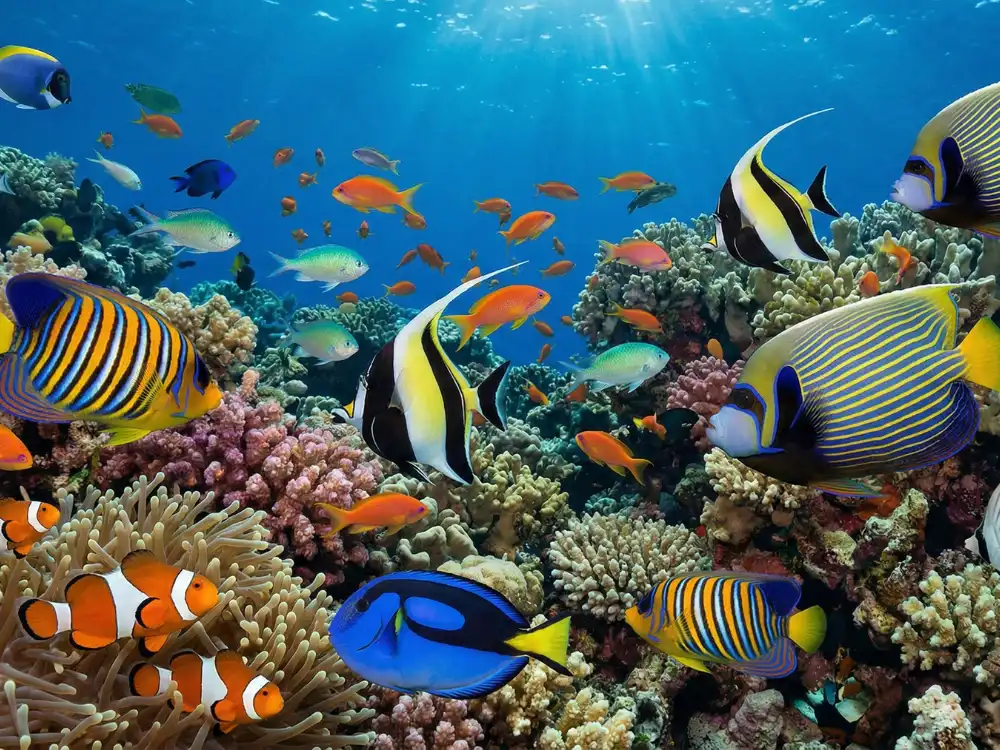 Fish Species Guides